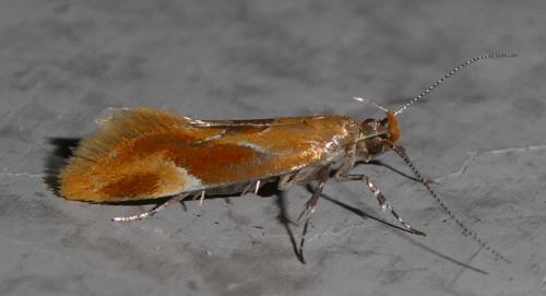 Réf. 262 373 : Epicallima formosella